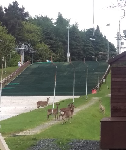 Deer on the ski slope at Kilternan