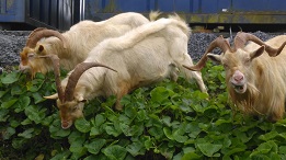 Goats eating the greenery 