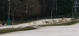 The goats are waiting for their ski lesson