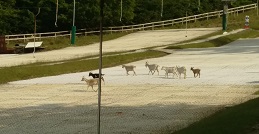 Our local goats who like a ski now and again