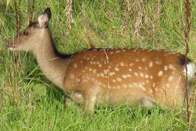 local wild deer at the Ski Club of Ireland