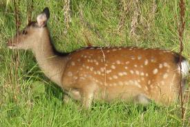 local wild deer at the Ski Club of Ireland